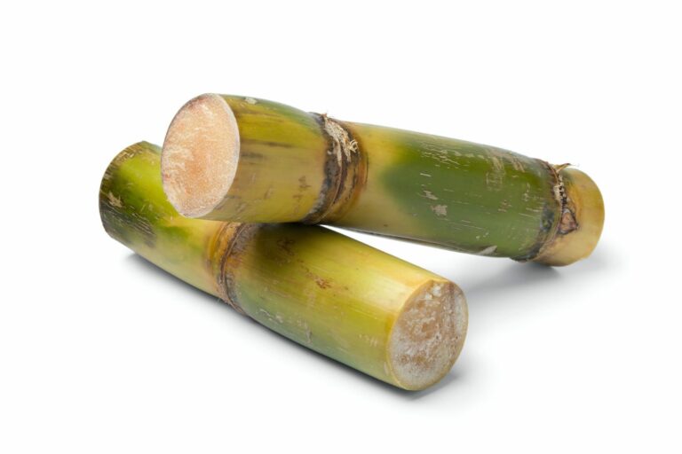 Pieces of fresh sugar cane