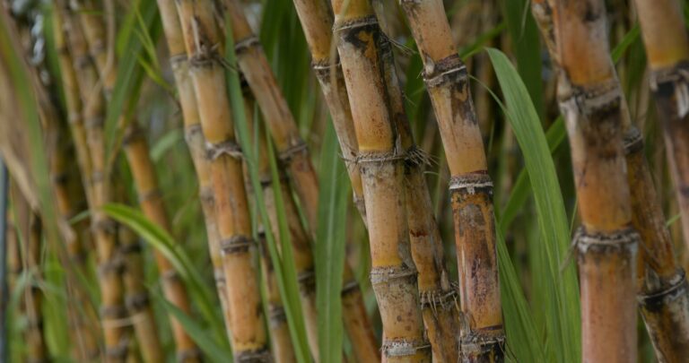 Sugar cane farm