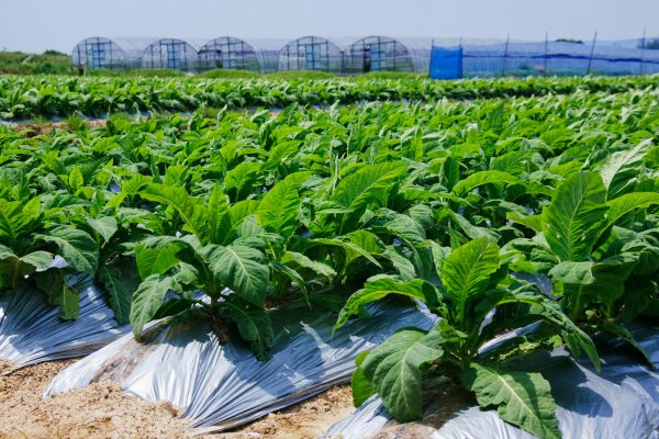 Rows of Tobacco Plants